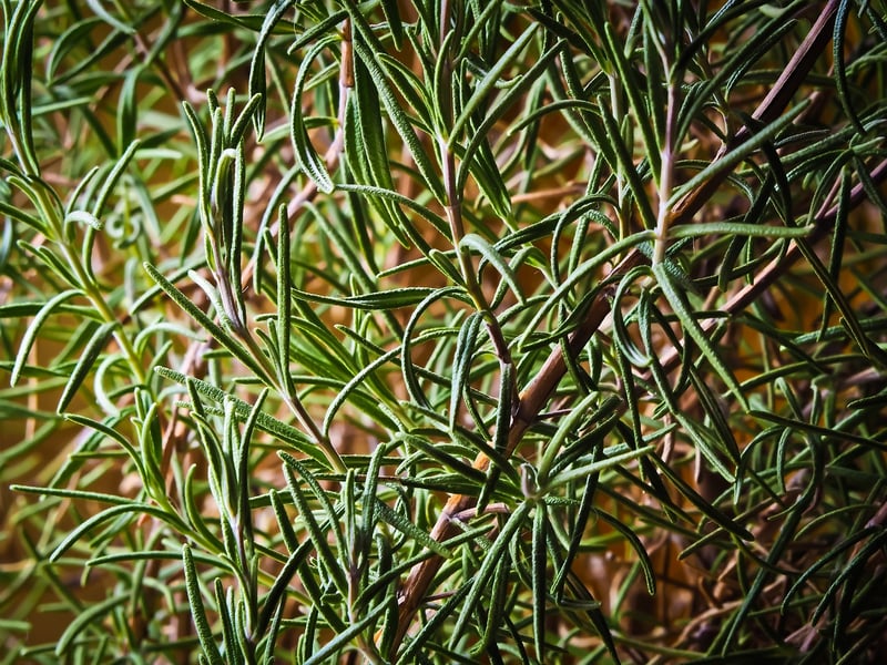 Rosemary Herbs